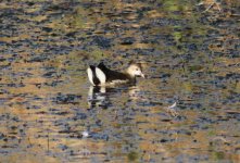 Common Moorhen.jpg