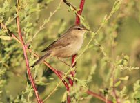 Dusky Warbler.jpg