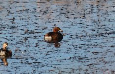 Little Grebe.jpg