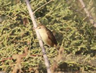 Oriental Reed Warbler.jpg