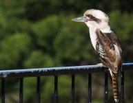 Laughing Kookaburra_Blue Mtns_030713a.jpg