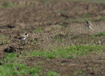 Banded Lapwing_Windsor_030713a.jpg