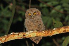 Tropical Screech Owl.jpg