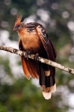 Hoatzin.jpg