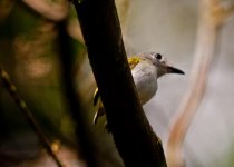 Short-Tailed Pygmy-Tyrant.jpg