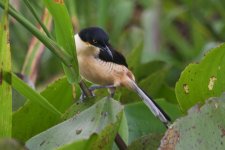 Black-Capped Donacobius.JPG