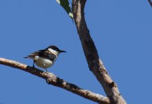 Banded Honeyeater_Carrabirini_020813b.jpg