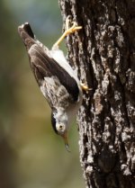 Varied Sitella_Carrabirini_020813b.jpg