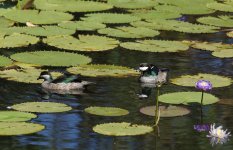 Green Pygmy Goose_Carrabirini_020813a.jpg