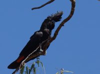 RT Black Cockatoo_Carrabirini_020813a.jpg