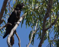 RT Black Cockatoo_Carrabirini_020813b.jpg