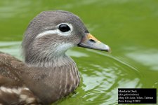 Mandarin Duck.jpg