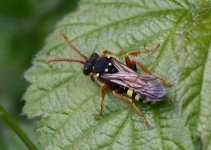 Digger-wasp-Sandwich Bay-May2013.jpg