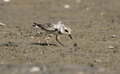 Greater Sand Plover 3.jpg