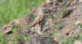 Little Owl.jpg