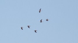 Marsh Sandpiper.jpg