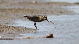 Pacific Golden Plover.jpg