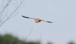 Yellow Bittern.jpg