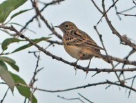 meadow pipit.jpg