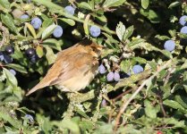 Warbler Canvey 3a.jpg