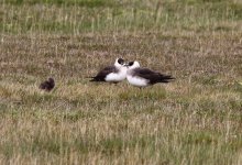 skua and chicks.jpg