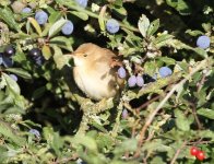 Warbler Canvey a.jpg