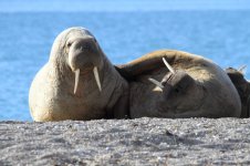 walrus pair.jpg