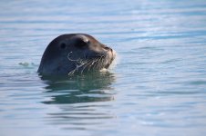 bearded seal head.jpg