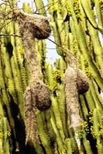 14_10_31_Serengeti_bird_unidentified_nests_5H6A3959.jpg