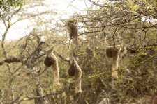 14_10_16_Serengeti_bird_unidentified_nests_5H6A3914.jpg