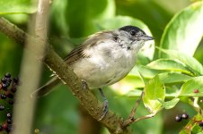 Blackcap.jpg