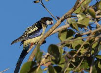 Northern Rosella_Edith Falls_030813a.jpg