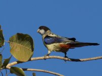 Northern Rosella_Edith Falls_030813b.jpg