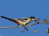 Northern Rosella_Edith Falls_030813d.jpg