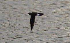 Green Sandpiper.jpg