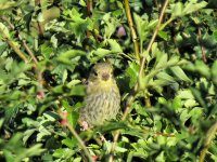 IMG_2563a juv greenfinch.jpg