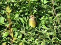 IMG_2585a hen greenfinch.jpg