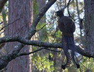 Superb Lyrebird_Fitzroy Falls_040713b.jpg