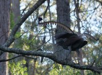 Superb Lyrebird_Fitzroy Falls_040713c.jpg