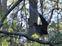 Superb Lyrebird_Fitzroy Falls_040713d.jpg