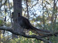 Superb Lyrebird_Fitzroy Falls_040713e.jpg