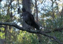 Superb Lyrebird_Fitzroy Falls_040713f.jpg