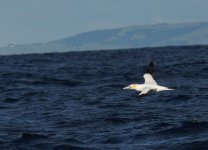 Australasian Gannet_Wollongong_050713a.jpg