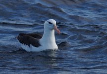 BB Albatross_Wollongong_050713b.jpg