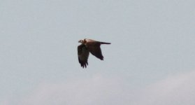 Eastern Marsh Harrier.jpg