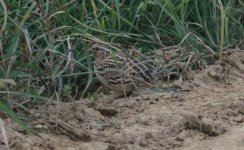 Japanese Quail.jpg