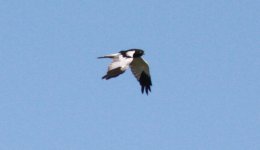 Pied Harrier.jpg