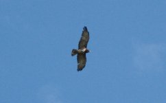 Short-toed Snake Eagle.jpg