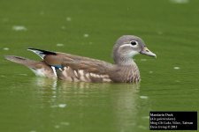 Mandarin Duck 2.jpg