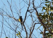 Hooded Parrot_Edith Falls_040813a.jpg